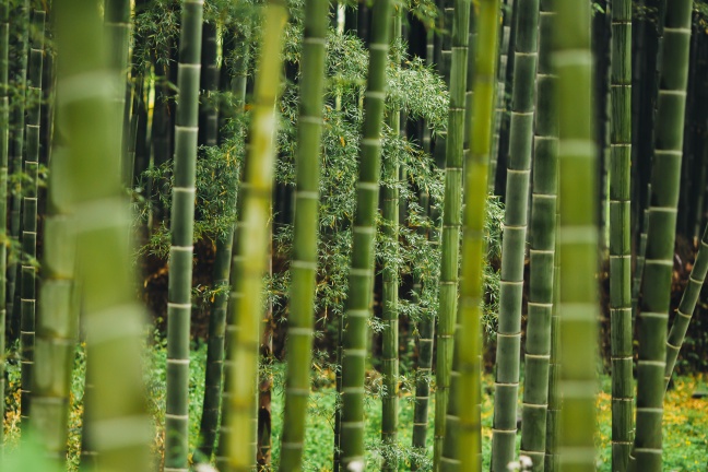 bambooforest